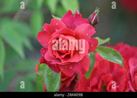 Rosa "heiße Schokolade" in Blume. Stockfoto