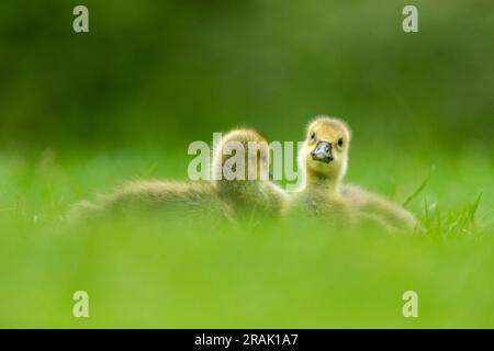 Greylag Goose Anser anser, Chicks rusting, Knepp Wildland, West Sussex, Vereinigtes Königreich, Mai Stockfoto