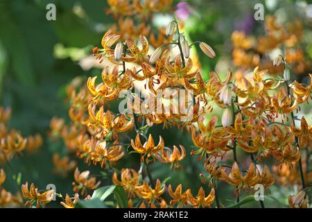 Japanische turks Mützenlilie in Blüte. Stockfoto