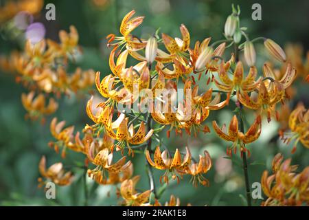 Japanische turks Mützenlilie in Blüte. Stockfoto