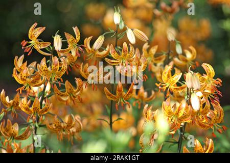 Japanische turks Mützenlilie in Blüte. Stockfoto