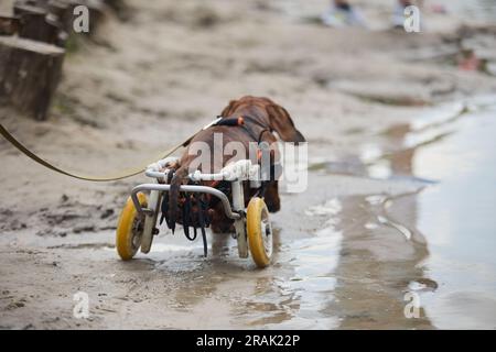 Gelähmter Hund in einem Rollstuhl, der auf einem Sandstrand läuft. Aktives querschnittgelähmtes Haustier, das draußen an der Leine läuft Stockfoto