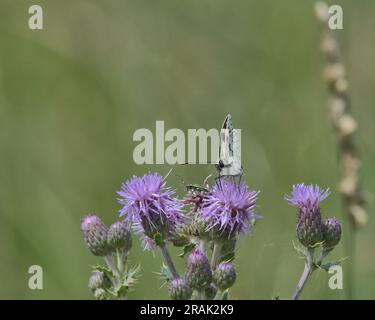 Ein weißer marmorierter Schmetterling auf einer Distelblume. Stockfoto