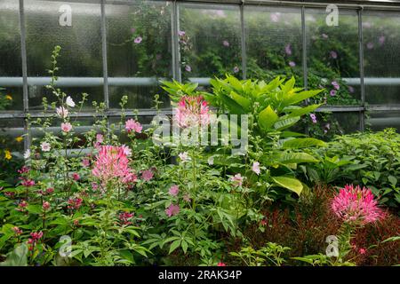 Blumen und Gewächshaus im Botanischen Garten der Universität Münster, Münster, Nordrhein-Westfalen. Blumen und Gewaechshaus im Bo Stockfoto