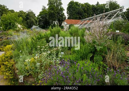 Botanischer Garten der Universität Münster, Münster, Nordrhein-Westfalen, Deutschland. Botanischer Garten der Westfaelischen Wilhelms-Universitaet Stockfoto
