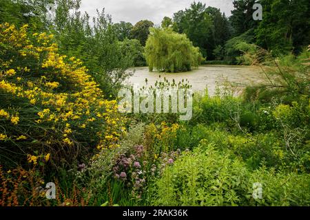 Botanischer Garten der Universität Münster, Teich, Münster, Nordrhein-Westfalen, Deutschland. Botanischer Garten der Westfaelischen Wilhelms-Univer Stockfoto