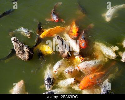 Viele mehrfarbige Koi-Karpfen (Cyprinus) in der Wasseroberfläche und zwei Enten unter der Fischgruppe Stockfoto