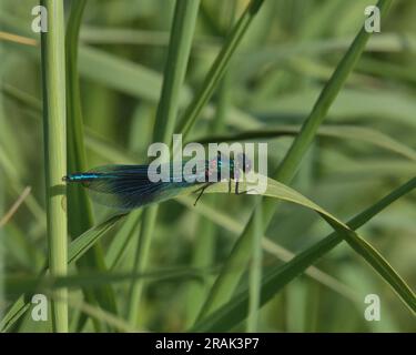 Männliche Demoiselle, die auf einem Grashalm hockte. Stockfoto