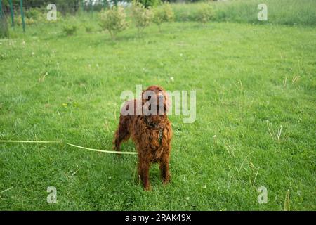 Der schöne irische Setter-Hund steht im Gras. Speicherplatz kopieren. Jagdhunde. Einen Hund auf dem Feld trainieren Stockfoto