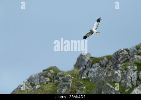 Hühnerweihe Circus cyaneus, männlicher Erwachsener im Flug über felsiges Gelände, Coll, Schottland, Großbritannien, Mai Stockfoto