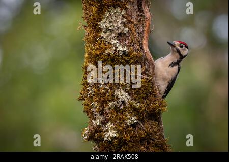 Großer gepunkteter Woodpecker Jevenile hoch oben auf einem Baum Stockfoto