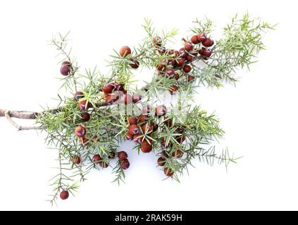 Zweigstelle von juniper mit Früchten auf isoliertem weißem Hintergrund Stockfoto