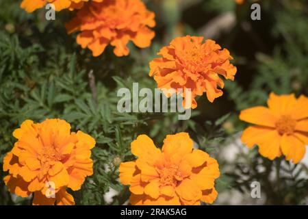 Nahaufnahme der Orangenblüten eines Chrysanthems Stockfoto