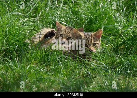 Ein Paar schottische Wildkatzen-Kätzchen-Felis silvestris silvestris. Stockfoto