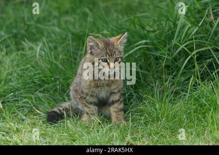 Schottische Wildkatze Felis silvestris silvestris. Stockfoto