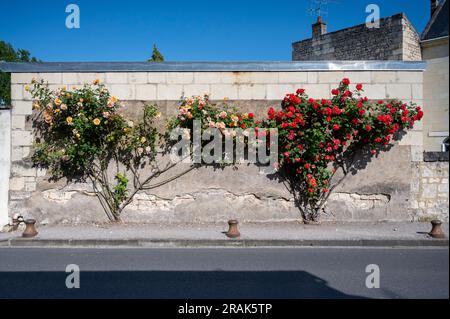 Rosen klettern auf eine alte Steinmauer im Dorf Montsoreau Loire Valley Frankreich Stockfoto