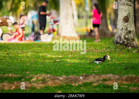 Erwachsener männlicher, orientalischer Rattenschwanz, der im Gras auf Futtersuche geht, während eine einheimische Familie ein Picknick in der Nähe von Singapur veranstaltet Stockfoto