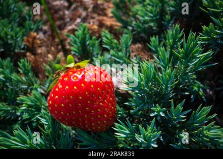 Nahaufnahme von Erdbeeren auf Nadelwacholder-Zweigen. Das Konzept gesunder Lebensmittel, Vitamine, Landwirtschaft, Markt, Erdbeerverkauf Stockfoto