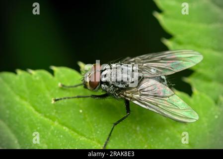 Einzelfliege (Diptera) auf einem Blatt, Makrofotografie, Insekten, Natur, Artenvielfalt Stockfoto