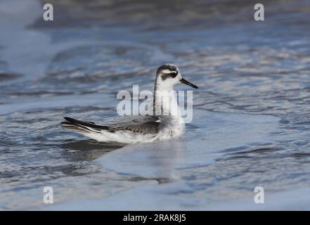 Graue Phalarope (Phalaropus fulicarius) erster Winter auf See Waxham, Norfolk, Vereinigtes Königreich. Oktober Stockfoto