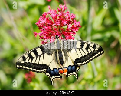 Schwalbenschwanz-Schmetterling (Papilio machaon) der alten Welt, der von oben gesehen wird und Nektar auf Baldrianblumen sammelt. Es ist die Art der Gattung Papili Stockfoto