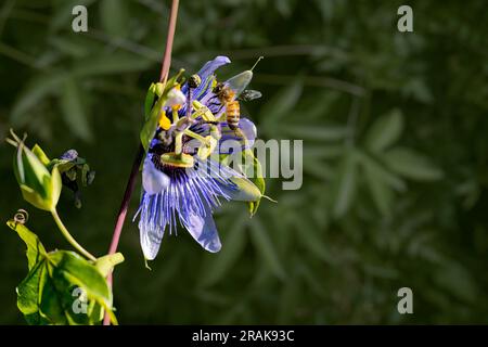 Gelbe und schwarze Honigbiene, die über exotische Passionsblumen, Passiflora Foetida, wilde Maracuja, Nectar und Bestäubung fliegt. Hintergrund verschwommen Bokeh lea Stockfoto