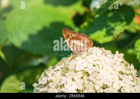 Schmetterling apatura Iris, der violette Kaiser, sitzt auf weißen Blüten auf grünem Hintergrund Stockfoto