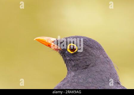 Great Thrush (Turdus Fuscater), Nahporträt, Botanischer Garten, Bogota, Kolumbien. Stockfoto