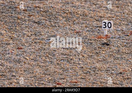 Kleine Sternula albifrons, Erwachsener am markierten Nestplatz auf Pebbles, Chesil Beach, Dorset, Großbritannien, Juni Stockfoto