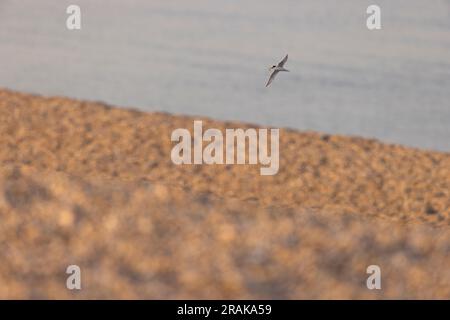 Little Sternula albifrons, Erwachsener im Flug, Chesil Beach, Dorset, Großbritannien, Juni Stockfoto