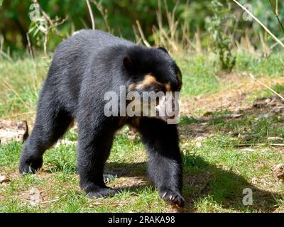 Andenbär (Tremarctos ornatus), auch bekannt als Brillenbär, der auf Gras läuft Stockfoto