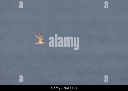 Little Sternula albifrons, Erwachsener im Flug, Chesil Beach, Dorset, Großbritannien, Juni Stockfoto