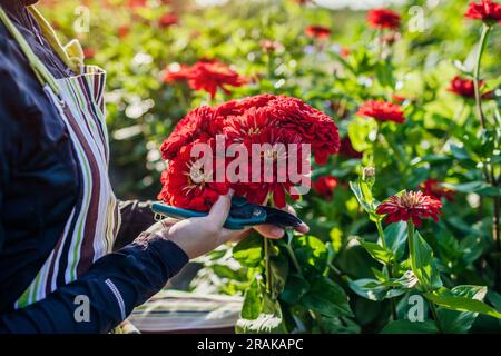 Gärtnerin pflücken Strauß von roten Zinnien im Sommergarten mit Beschneiter. Schnittblumen ernten Stockfoto