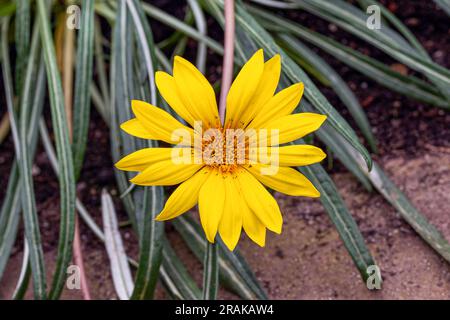 Gazania krebsiana. Gazania krebsiana ist eine von etwa 19 Arten in Gazania. Südafrikaner Stockfoto