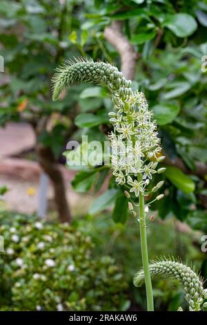 Albuca bracteata. Albuca bracteata stammt aus Südafrika (den Kap-Provinzen und KwaZulu-Natal). Stockfoto