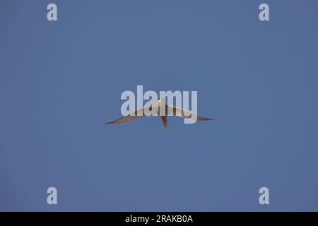 Little Sternula albifrons, Erwachsener im Flug, Chesil Beach, Dorset, Großbritannien, Juni Stockfoto