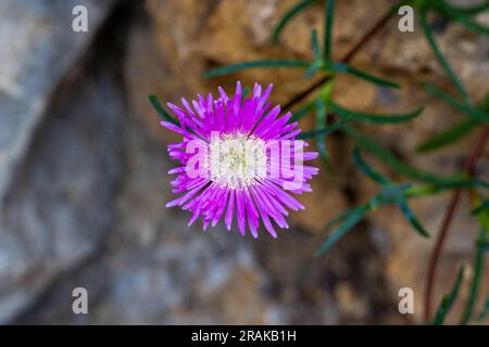 Hardy Rosa Eis Pflanze (Delosperma Cooperi, Mesembryanthemum Cooperi) blühen, ursprünglich aus Afrika Stockfoto