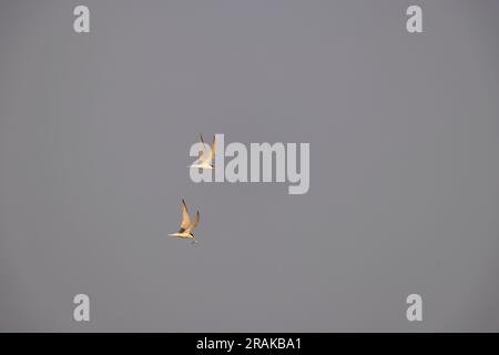 Little tern Sternula albifrons, Erwachsene im Flug, Chesil Beach, Dorset, Großbritannien, Juni Stockfoto