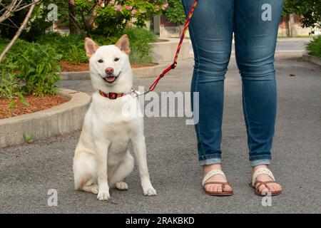 Shiba Inu Hund an der Leine mit Frauenbeinen im Hintergrund. Stockfoto