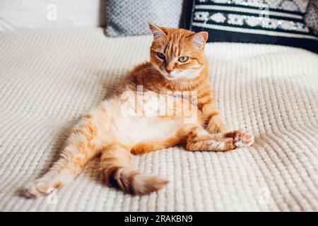 Ingwerkatze, die auf der Couch im Wohnzimmer schläft und in lustiger Pose auf der Decke liegt. Haustier genießt die Sonne zu Hause. Schließen Stockfoto