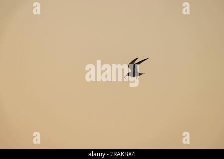 Little Sternula albifrons, Erwachsener im Flug, Chesil Beach, Dorset, Großbritannien, Juni Stockfoto