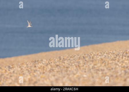 Little Sternula albifrons, Erwachsener im Flug, Chesil Beach, Dorset, Großbritannien, Juni Stockfoto