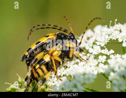 Rutpela maculata auf einem Blütenmakro-Shot 01 Stockfoto