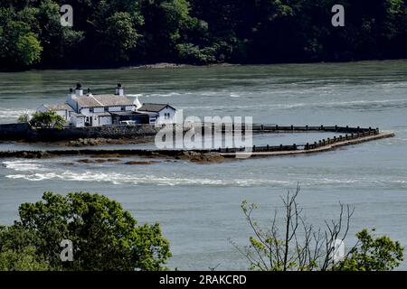 Ynys aufspießen Goch, rot Wehr Whitebait Insel, in der Menai Straits Stockfoto