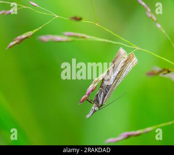 blaugrassmotte (Chrysoteuchia culmella) auf grüner Grasklinge Stockfoto