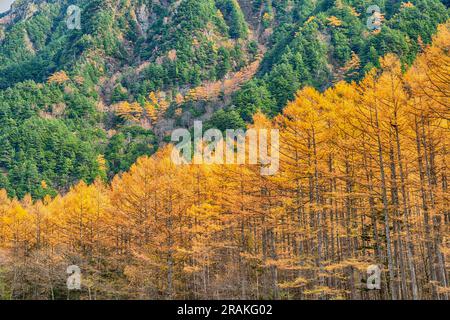 Naturlandschaft der Waldberge in der Herbstsaison mit Pinienbäumen und gelber Laubkulisse Stockfoto