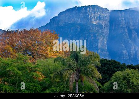Die Aussicht vom Gipfel des Tafelbergs an einem schönen Wintertag. Auch Blick auf die Rückseite des Tafelbergs aus einem Park in Kapstadt. Stockfoto