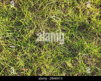 Frische grüne und trockene Grasstruktur Parkwiese abstrakt natürlichen Hintergrund Stockfoto