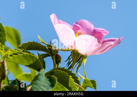 Nahaufnahme der rosa Blume des Hundes rosa canina mit blauem Himmel im Hintergrund Stockfoto