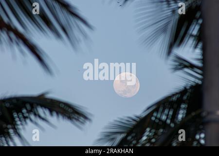 Vollmond inmitten der Palmenblätter am Morgen in Rio de Janeiro Brasilien. Stockfoto
